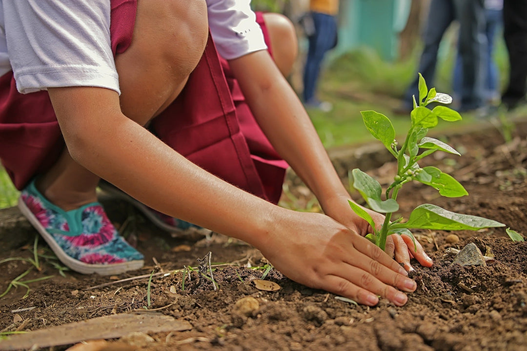 Was ist Ecosia und wie nützlich ist es?