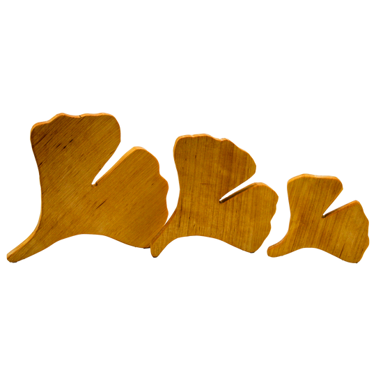 Drei Ginkgo Blätter in drei unterschiedlichen Größen